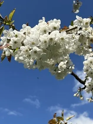 Ev, Birden Çok Yatak