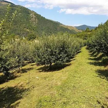 Ev, Birden Çok Yatak