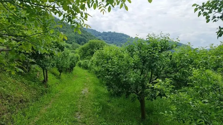 Ev, Birden Çok Yatak
