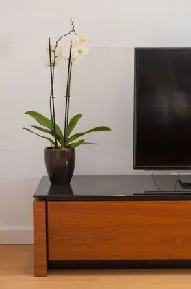 Junior One Bedroom Suite