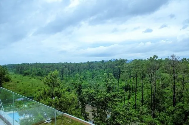 Basic Süit, 1 En Büyük (King) Boy Yatak (Forest View)