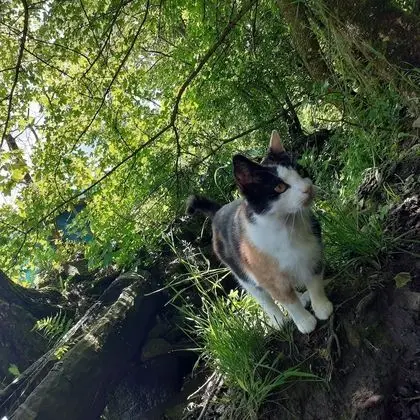 Ev, 2 Yatak Odası, Şömine