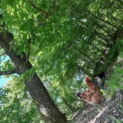 Ev, 2 Yatak Odası, Şömine