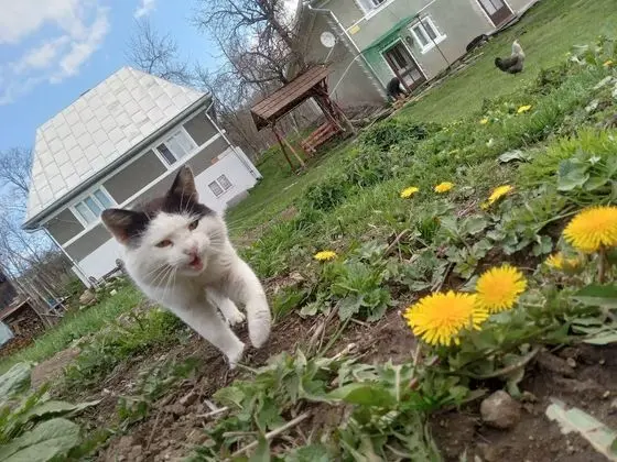 Ev, 2 Yatak Odası, Şömine