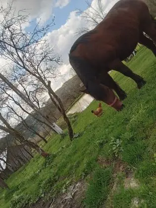 Ev, 2 Yatak Odası, Şömine