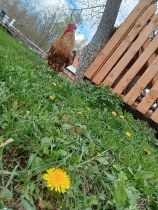 Ev, 2 Yatak Odası, Şömine