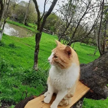 Ev, 2 Yatak Odası, Şömine