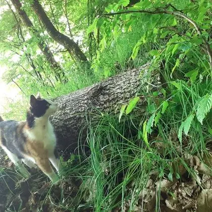 Ev, 2 Yatak Odası, Şömine