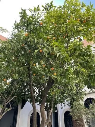 Deluxe Tek Büyük Yataklı Oda (Volubilis)