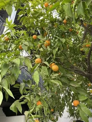 Deluxe Tek Büyük Yataklı Oda (Volubilis)