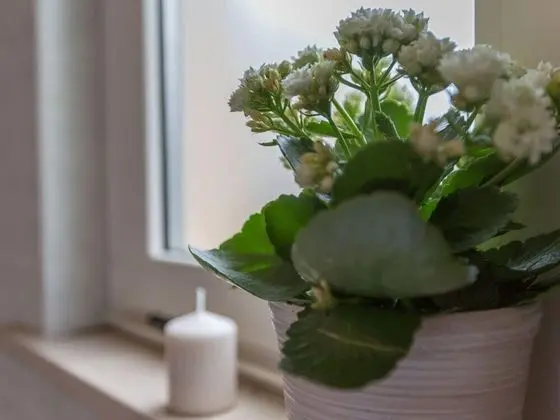 Üç Kişilik Oda, Balkon