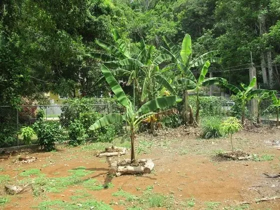 The Ackee Tree Room