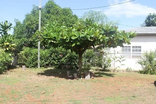 The Ackee Tree Room