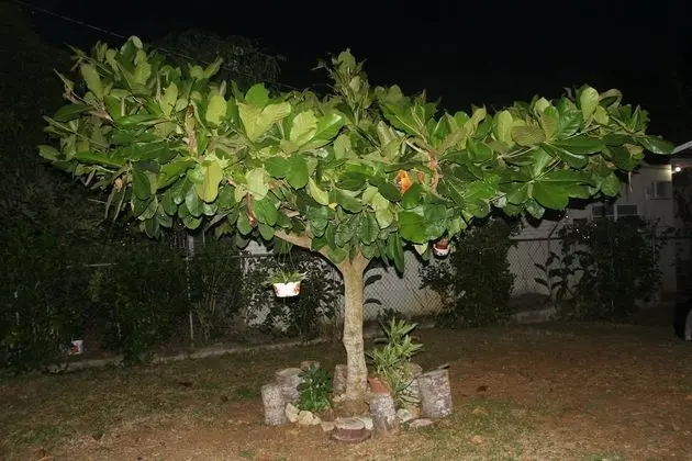 The Almond Tree Room