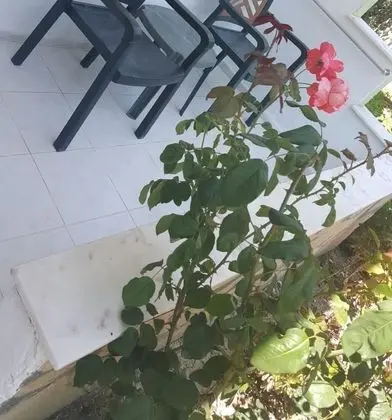 Fırsat Oda - Aile