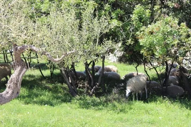Kır Evi (Two-Bedroom House)