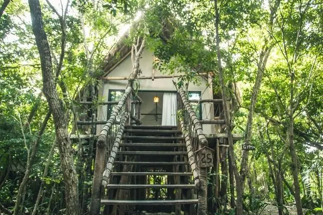 Jungle Suite, Jungle View