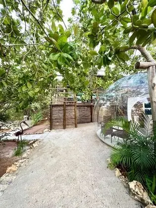 Panoramic Çadır, 1 En Büyük (King) Boy Yatak