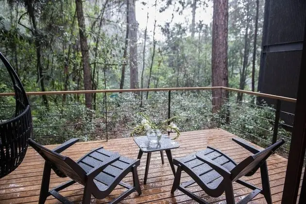 Forest Suite