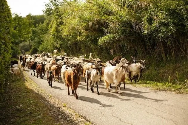 Villa, Sigara İçilebilir