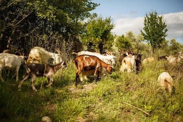 Villa, Sigara İçilebilir