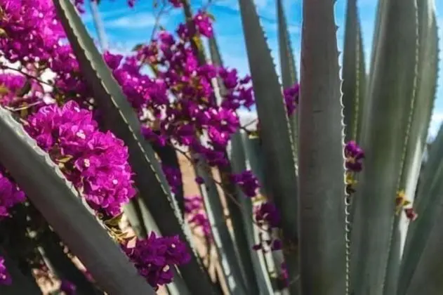 Oda, 1 Yatak Odası, Engellilere Uygun, Balkon