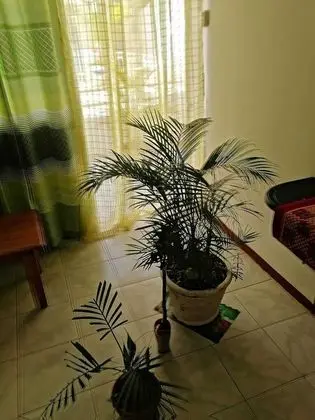 Ortak Ranzalı Oda, 1 Yatak Odası, Balkon