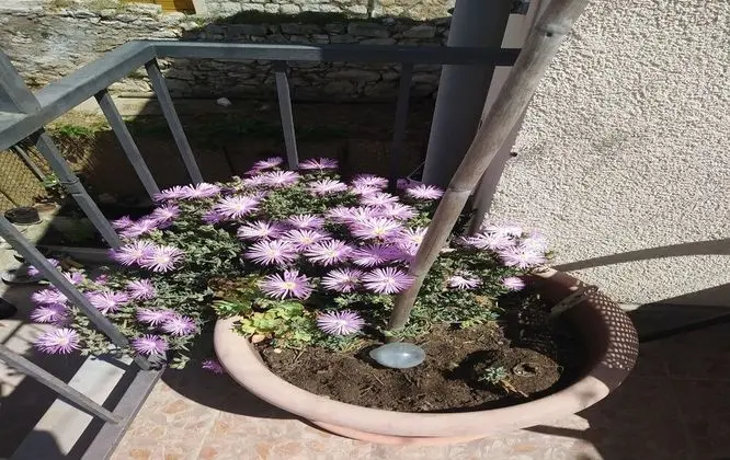 Tek Büyük Yataklı Oda (Rooms Brezak - Double Room with Share)