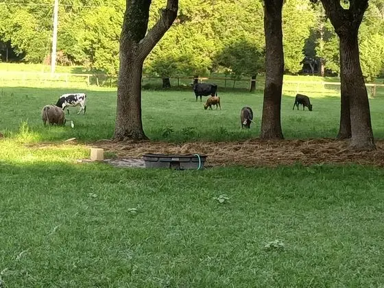 Premium Karavan, 2 Yatak Odası, Sigara İçilmez, Mutfak