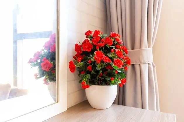 Deluxe Apart Daire, Havuz Manzaralı