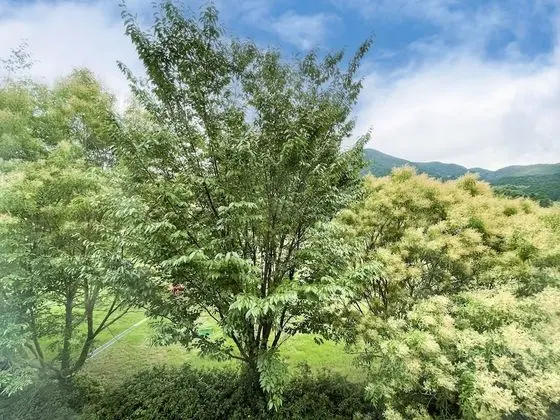 Traditional Oda, Sigara İçilmez (Japanese Western)