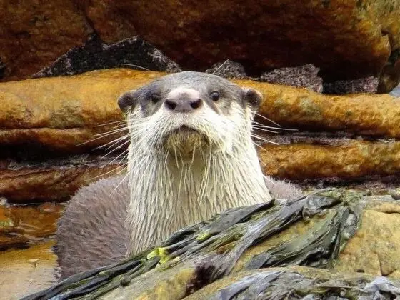 Ev