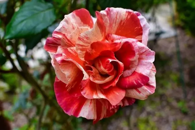 Luxury Oda, 1 En Büyük (King) Boy Yatak, Özel Banyo, Park Manzaralı