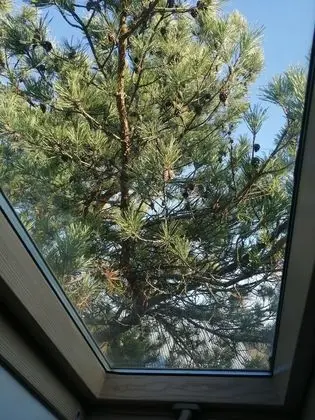 Standard Dört Kişilik Oda