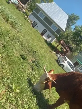 Oda, 1 Yatak Odası, Veranda