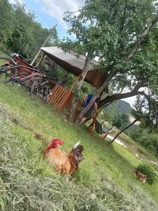 Oda, 1 Yatak Odası, Veranda