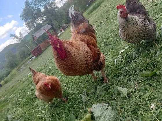 Oda, 1 Yatak Odası, Veranda