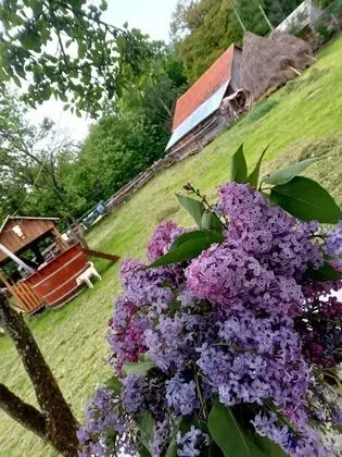 Oda, 1 Yatak Odası, Veranda