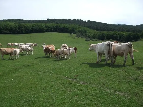 Oda, 1 Yatak Odası, Şömine