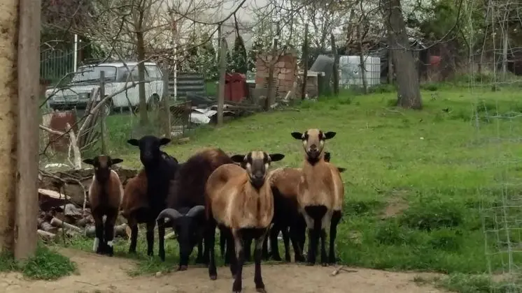 Oda, 1 Yatak Odası, Şömine