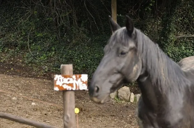 Apart Daire, 2 Yatak Odası, Sigara İçilebilir, Buzdolabı