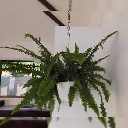 Superior Dört Kişilik Oda, Kişiye Özel Havuzlu