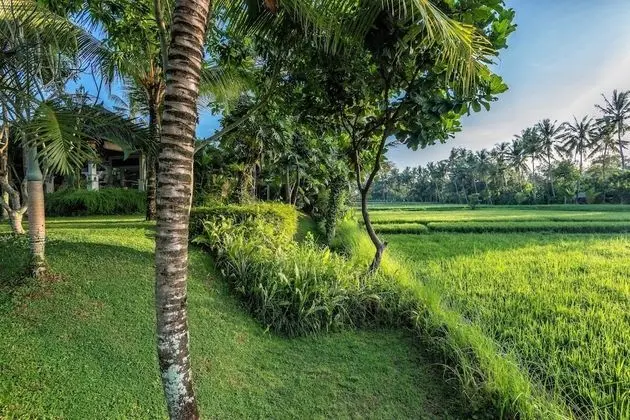 Superior Oda (LEGONG)