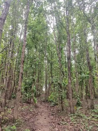Traditional Oda