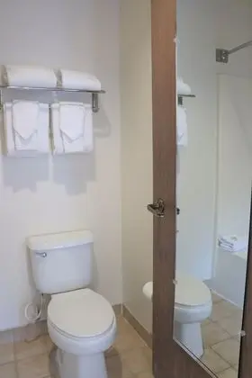 Standard Süit, Birden Çok Yatak (Studio Room (No Pets))