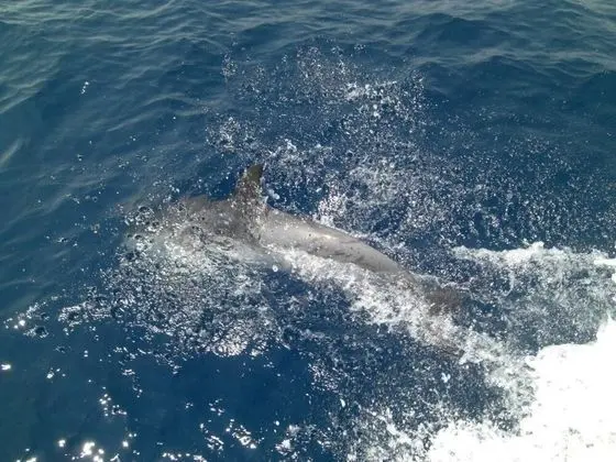 Villa, Birden Çok Yatak