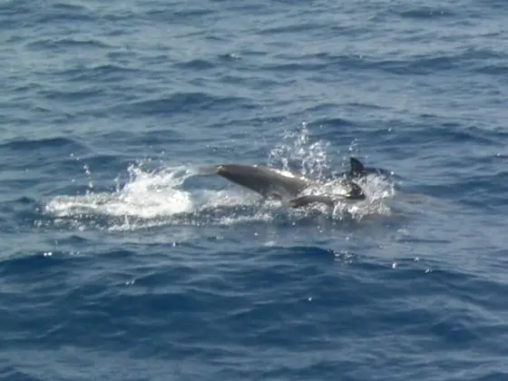 Villa, Birden Çok Yatak