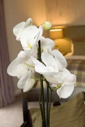 Luxury Tek Büyük veya İki Ayrı Yataklı Oda (King Room)