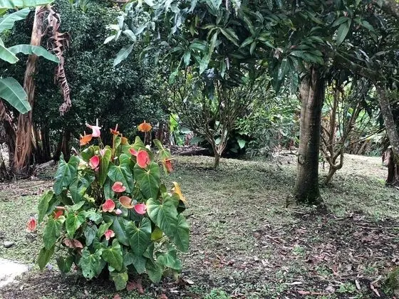 Family Sıra Ev, 2 Yatak Odası, Mutfak, Bahçeli