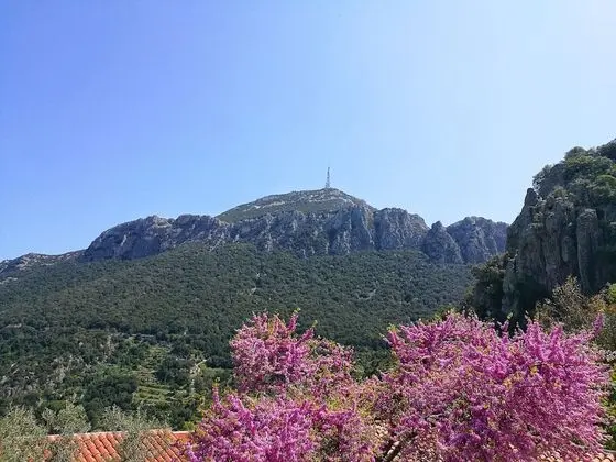 Superior Tek Büyük Yataklı Oda, Veranda